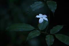 Jasminum azoricum